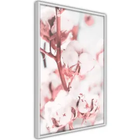 Poster Cotton Flowers