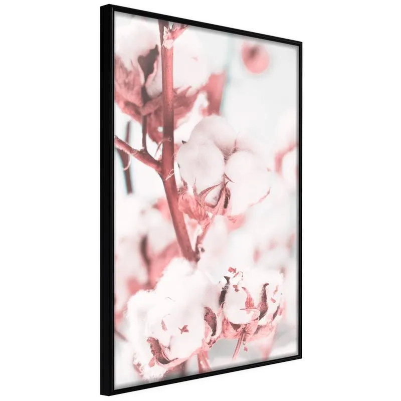 Poster Cotton Flowers